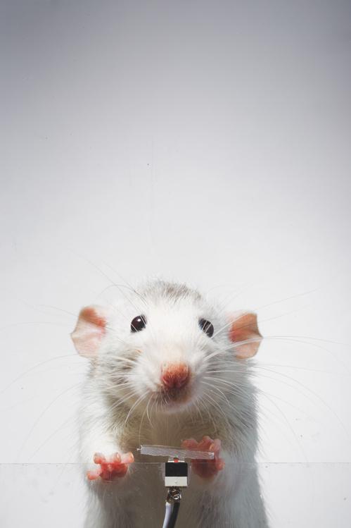 被訓練成喜愛自拍的老鼠Rats Augustin。