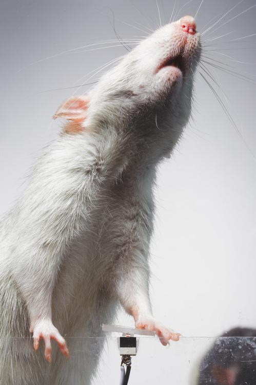 被訓練成喜愛自拍的老鼠Rats Augustin。