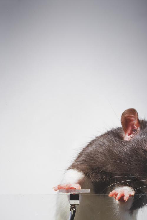 被訓練成喜愛自拍的老鼠Rats Arthur。