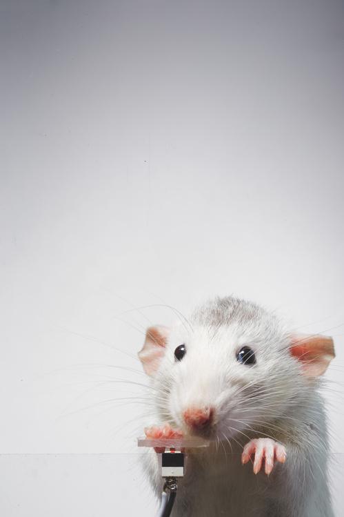 被訓練成喜愛自拍的老鼠Rats Augustin。