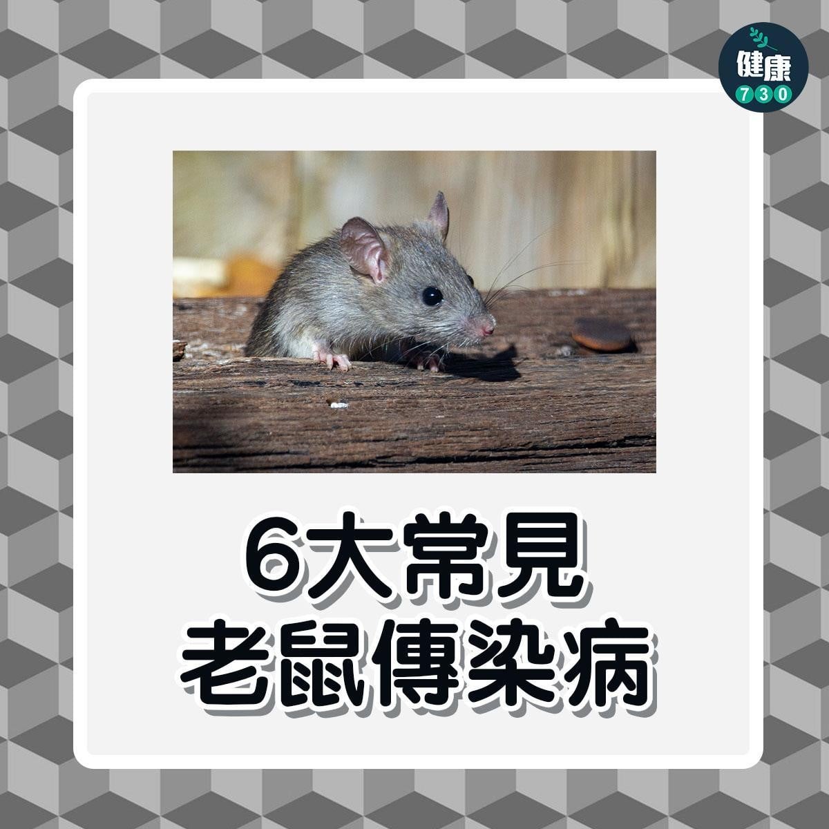鼠患|6大常見老鼠傳染病,包括鼠疫及鼠斑疹傷寒(am730製圖)