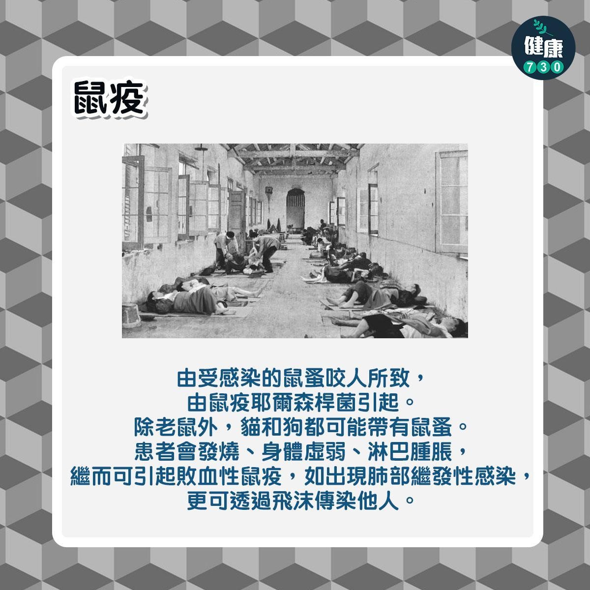 鼠患|6大常見老鼠傳染病,包括鼠疫及鼠斑疹傷寒(am730製圖)