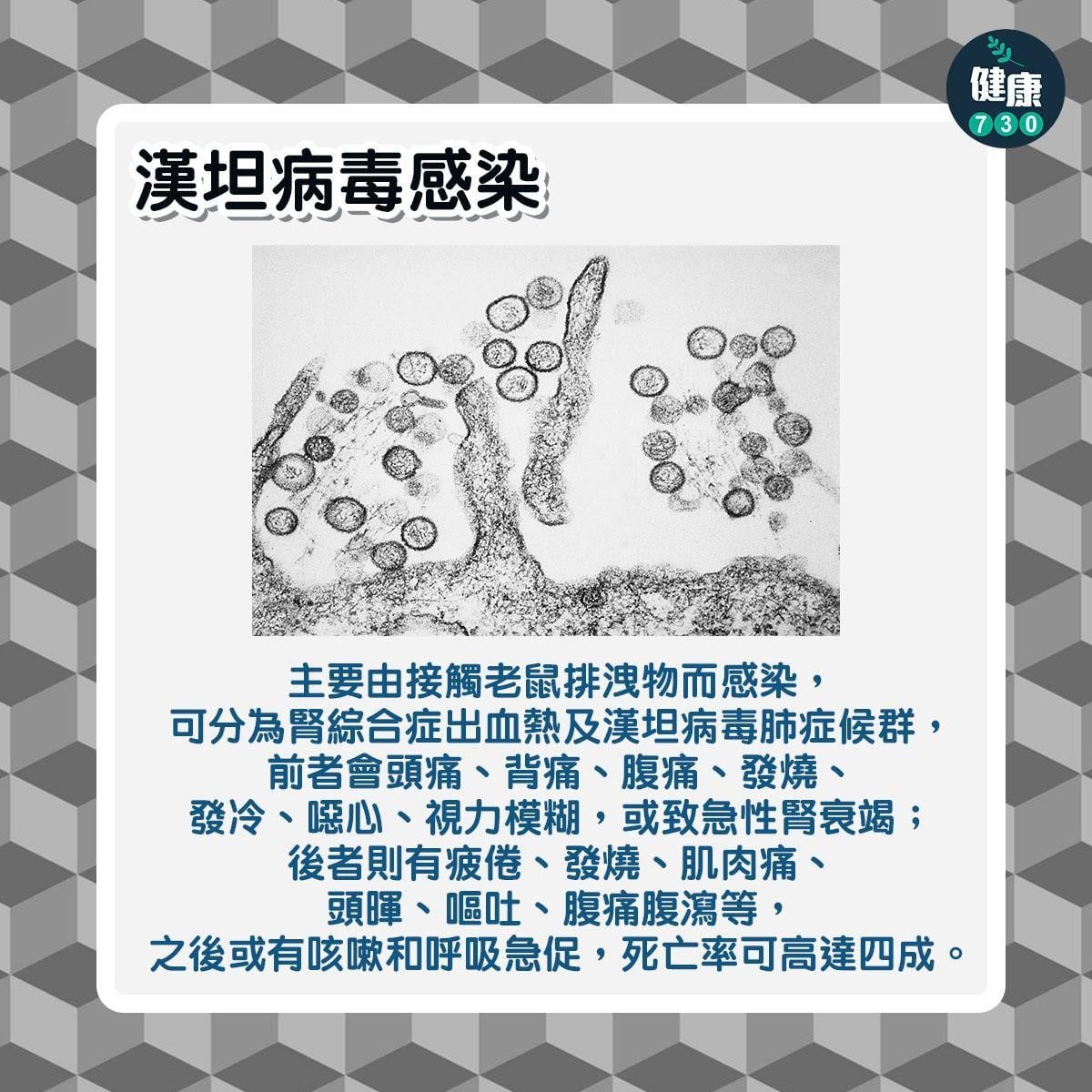 鼠患|6大常見老鼠傳染病,包括鼠疫及鼠斑疹傷寒(am730製圖)