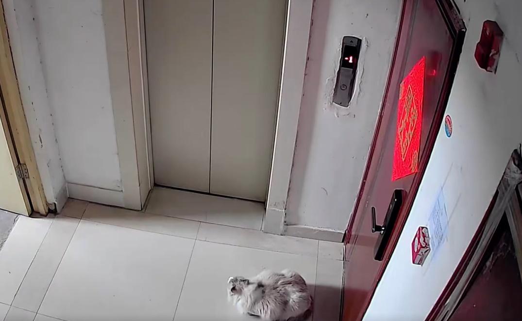 3小時過去,貓咪終於玩得攰想回家,但大門深鎖,只好在門前等待。(微博)