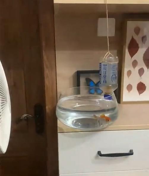用聲音透過手機操控開啟電扇,就會吹動膠樽,膠樽撞向魚缸就會撒出飼料。(微博)
