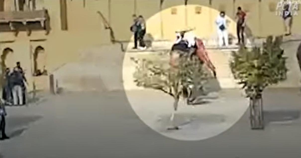 象背上的遊客失平衡。(互聯網)