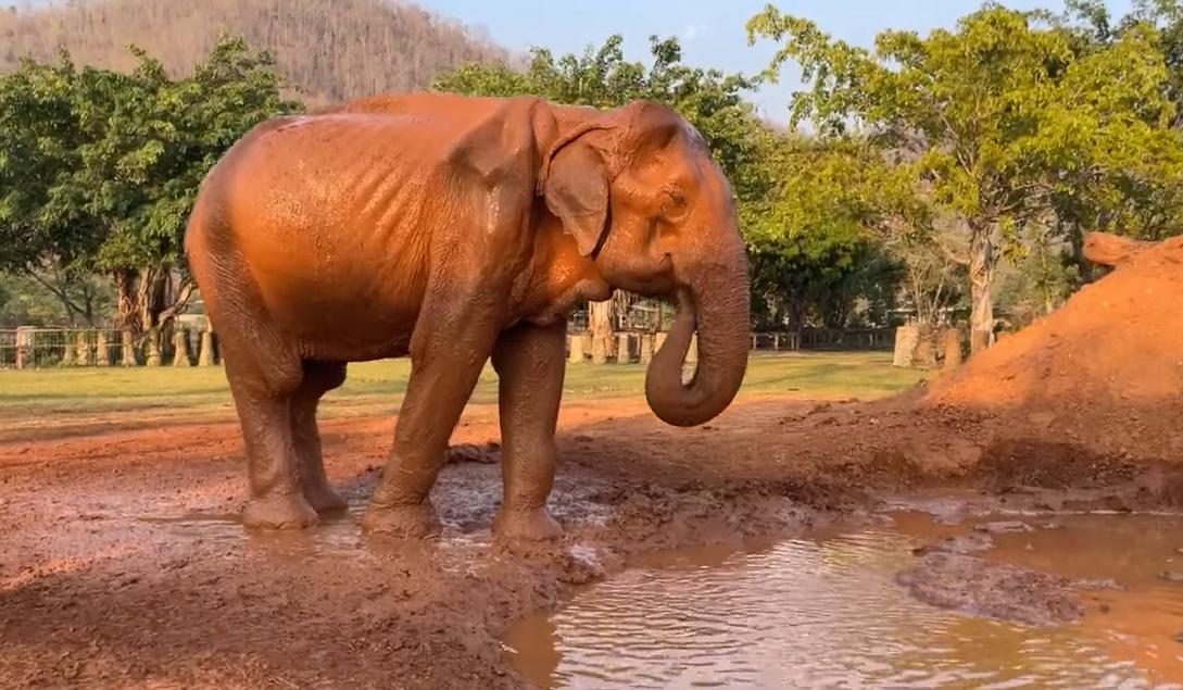 如今Somboon可以吃營養均衡的食物,可以愜意散步,隨時做個泥漿浴Spa,安享晚年。(FB)