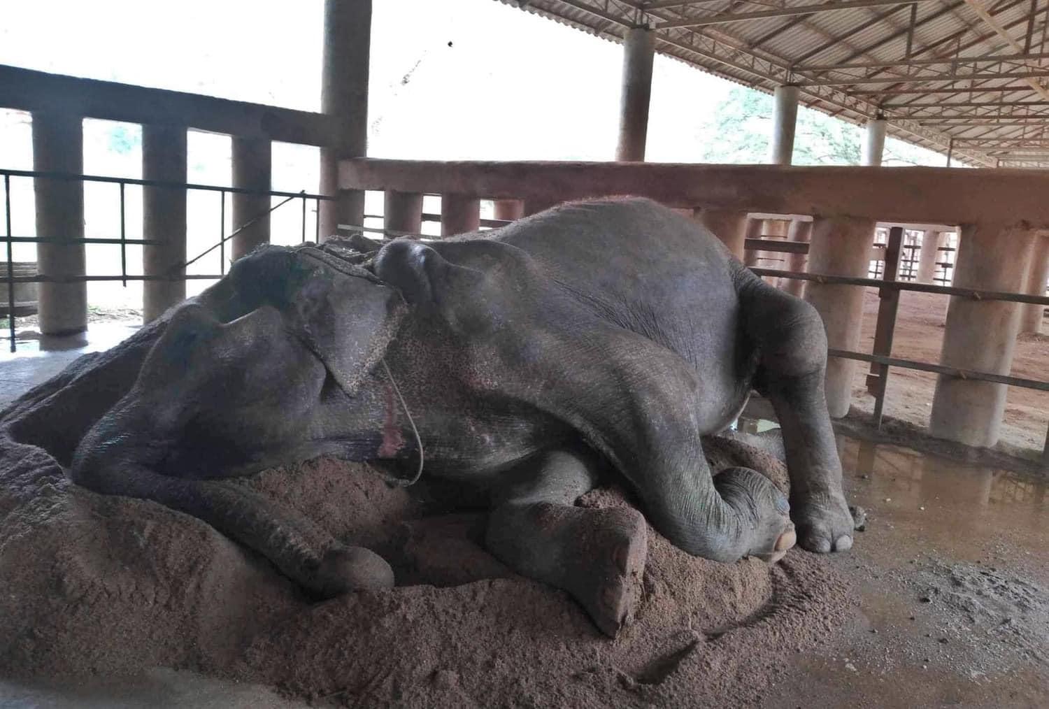 Somboon攰透 一見土堆就倒下呼呼大睡。(FB)