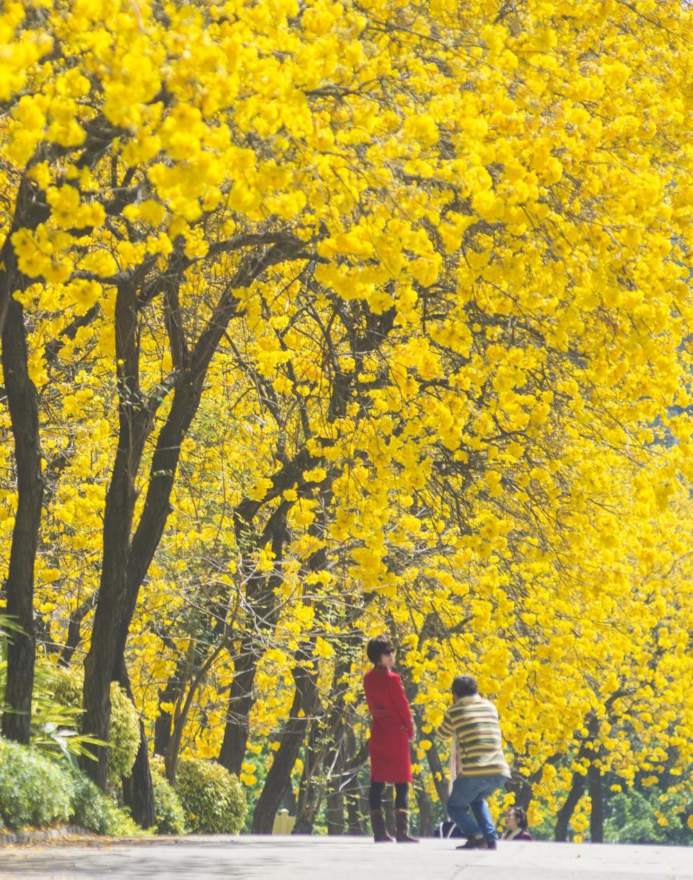 清明節正是南方繁花盛放的季節,各處美不勝收,為郊遊踏青提供不少好去處。圖為佛山南海區獅山鎮南國桃園美景。(圖片來源:視覺中國)