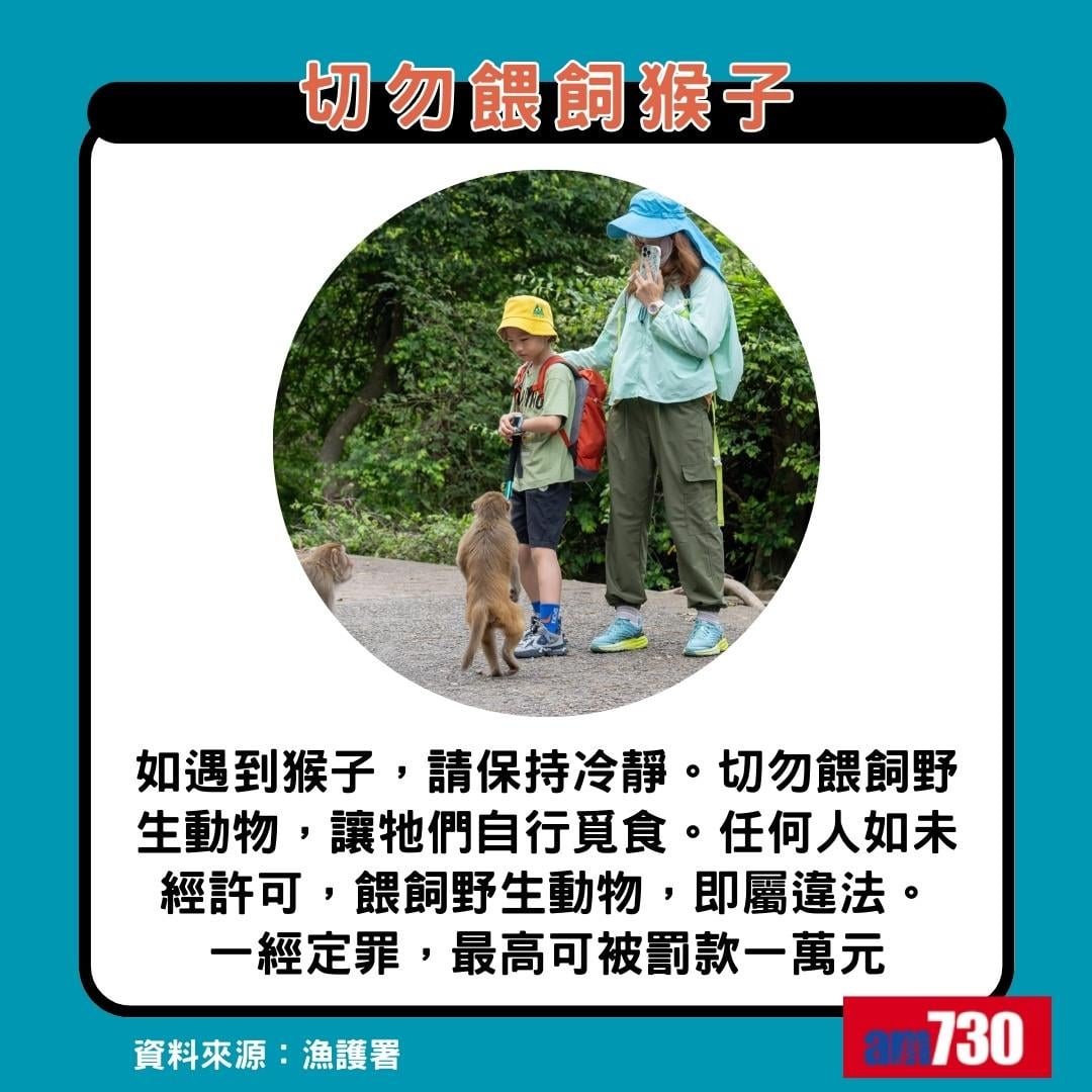 猴疱疹病毒|遇猴子8大注意事項,切勿餵飼猴子(am730製圖)