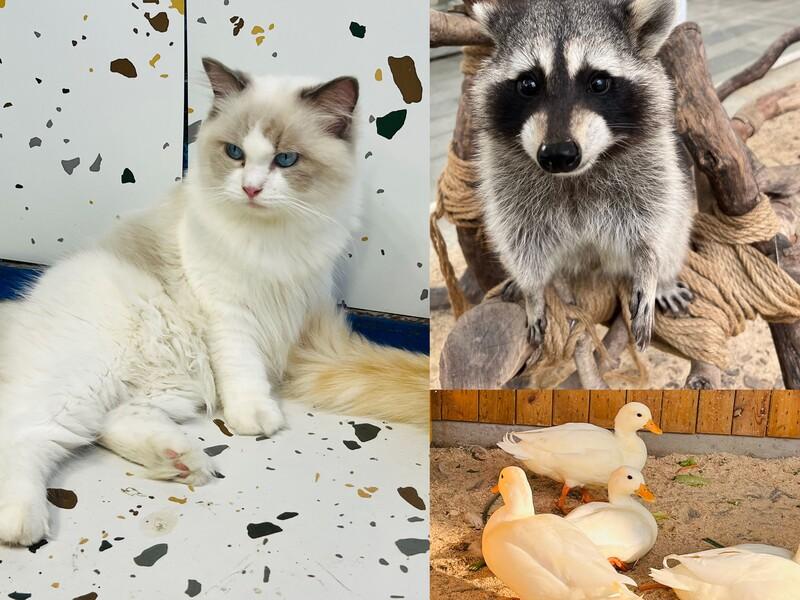 寵物貓、科爾鴨、小浣熊