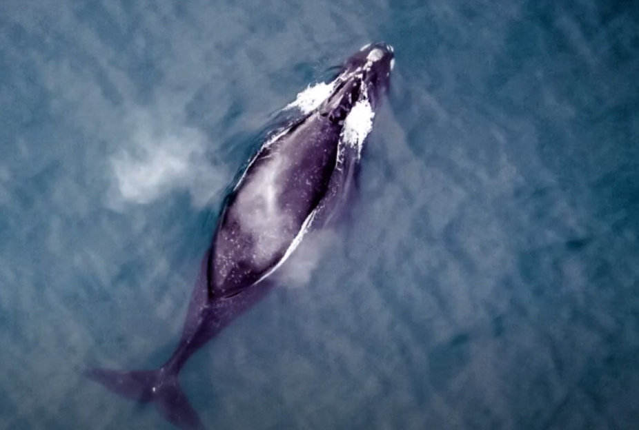 北太平洋露脊鯨。(資料圖片)