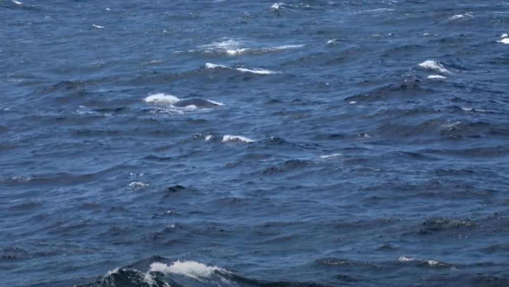 一條「北太平洋露脊鯨」在加州對開海面激罕現身被拍下。(互聯網)