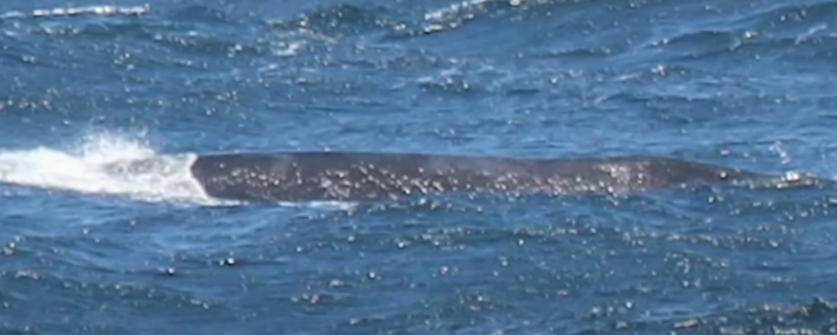 一條「北太平洋露脊鯨」在加州對開海面激罕現身被拍下。(互聯網)