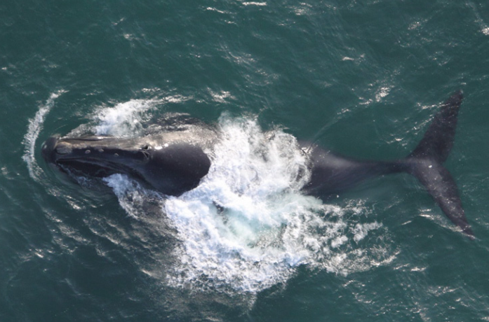 北太平洋露脊鯨。(資料圖片)