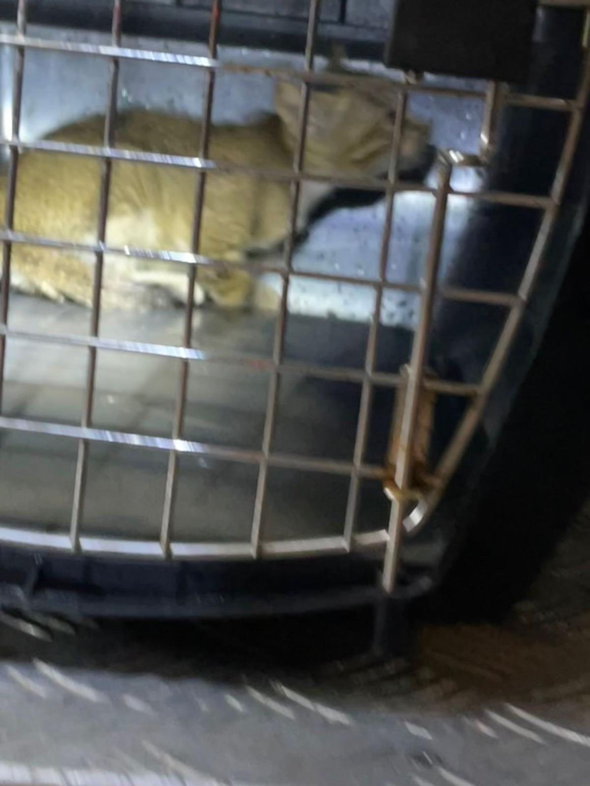 旺角有貓隻被困車底。