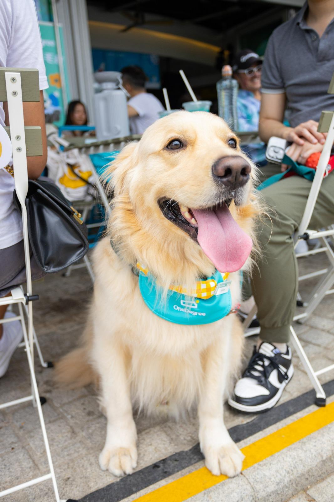 OneDegree全港唯一寵物CEO Plan,是全港唯一不設細項賠償限額(sub-limit)的寵物保險,全年保障額最高港幣8萬元,涵蓋13週至11歲的貓貓及狗狗,為全港最長可投保年齡。