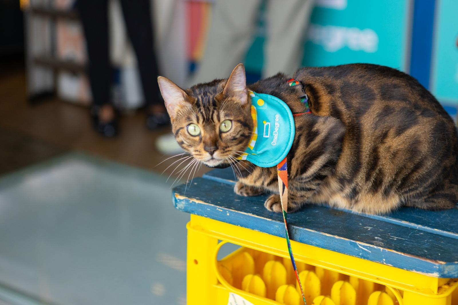 OneDegree全港唯一CEO Plan並設全港唯一癌症現金保障,若寵物不幸患癌,可獲提供港幣1萬元的現金賠償,不限用途。