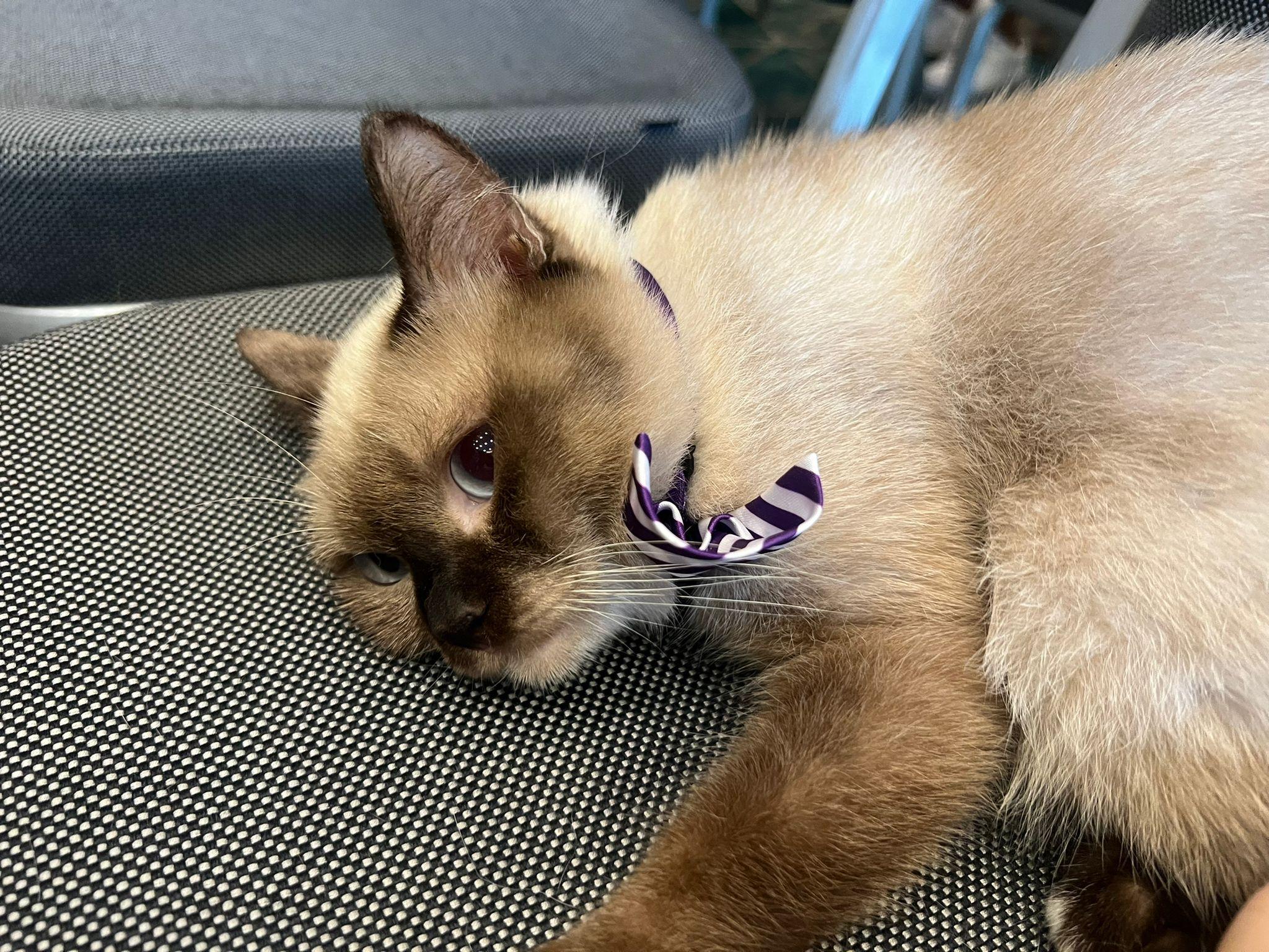 八成多人過去一年增加養貓開支。(李景玉攝)