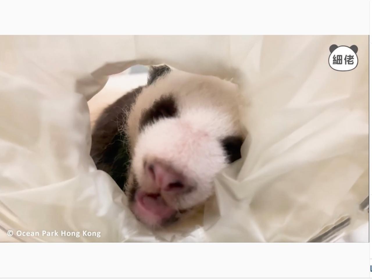 香港將成為中國內地以外首個同時有6隻熊貓的單一城市（資料圖片）