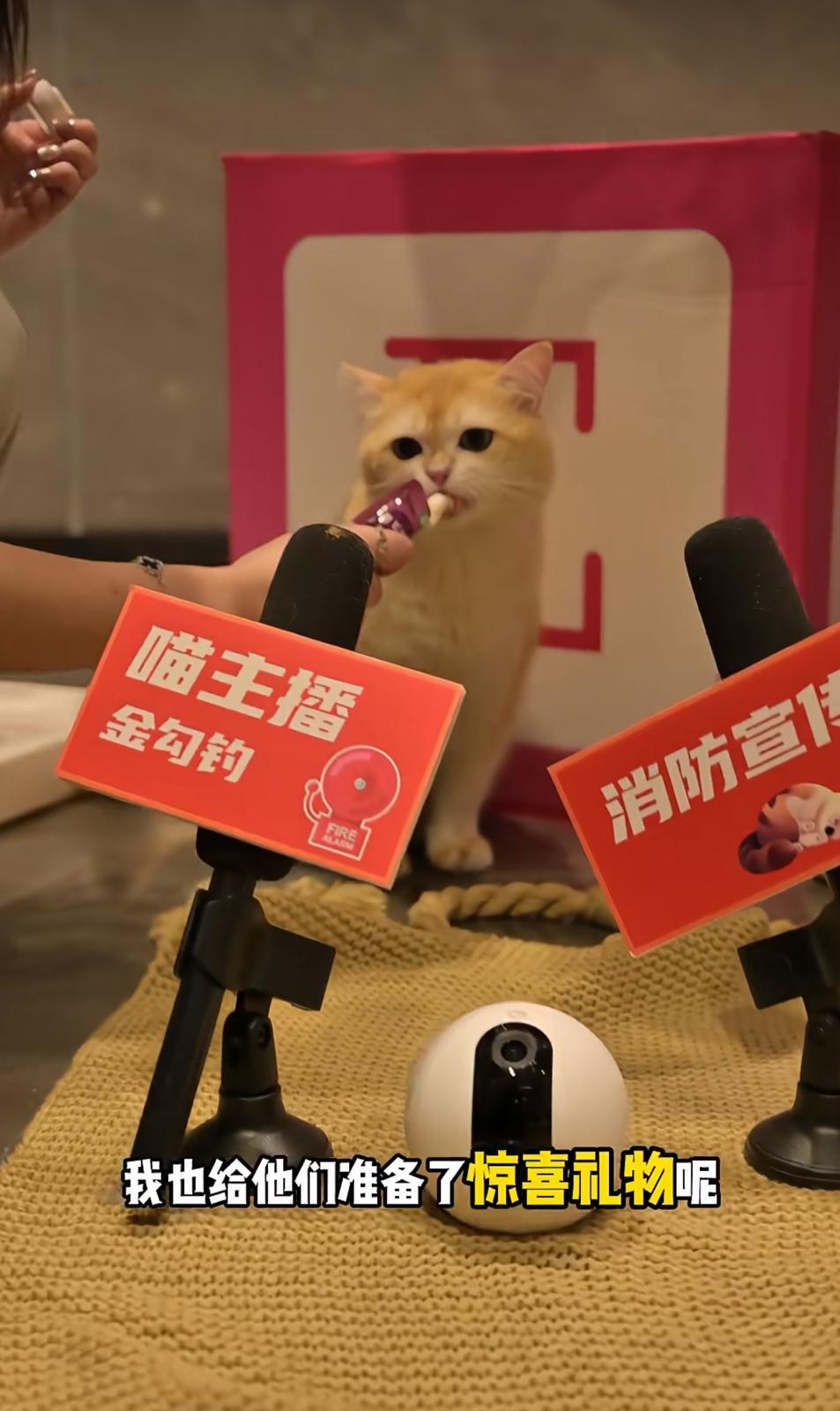 圖片來源:小紅書@金勾釣