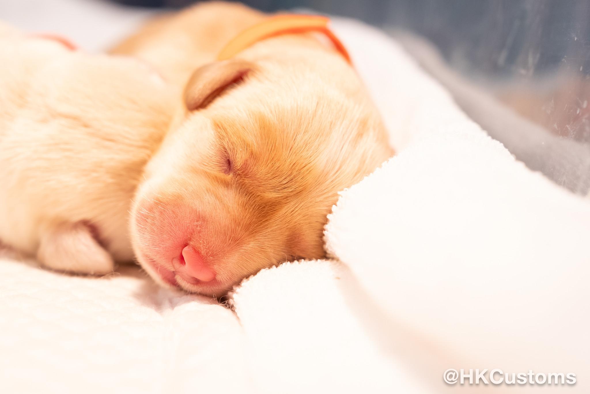 8隻海關搜查犬BB誕生,成長片段將定時播出。(香港海關Facebook)