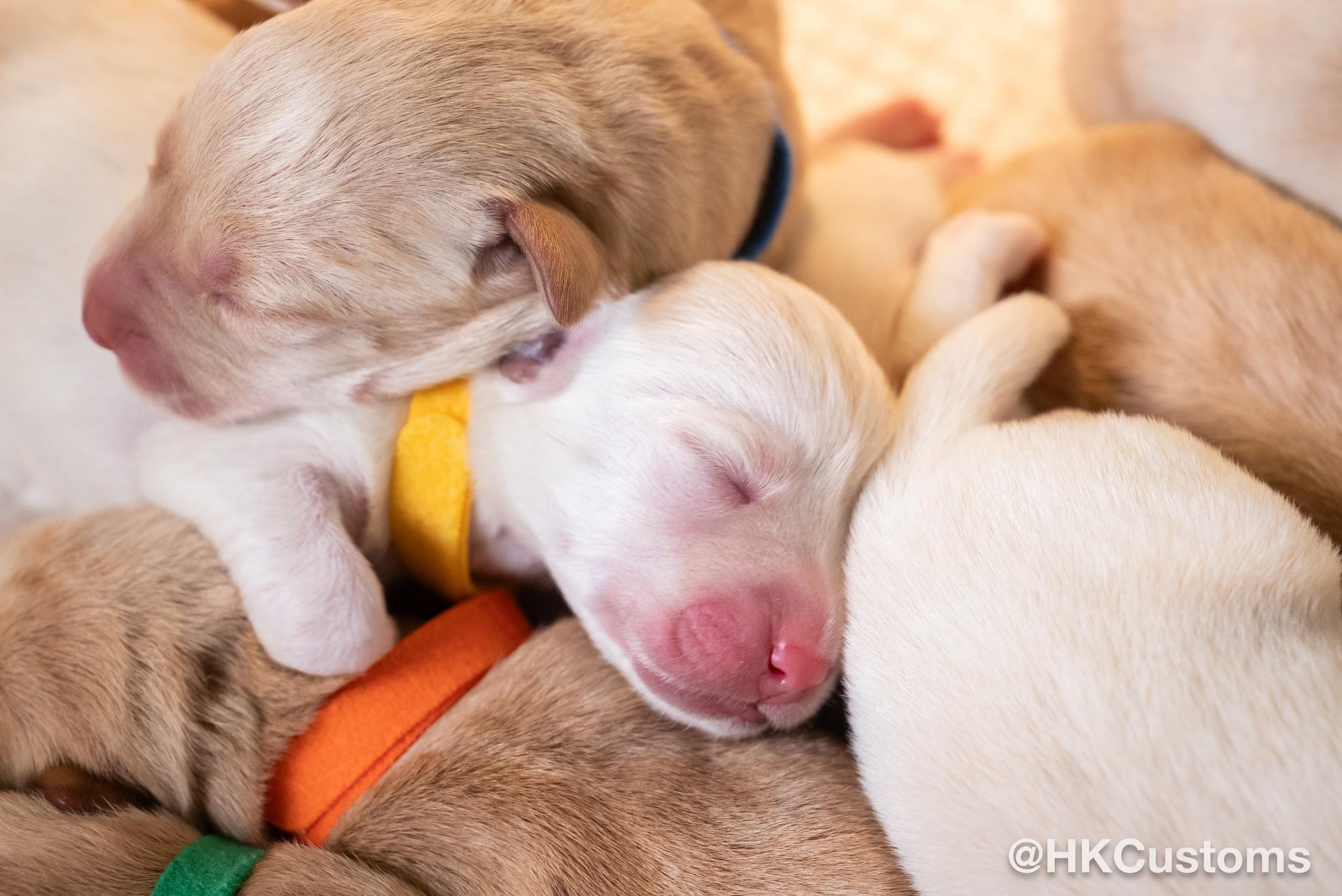 8隻海關搜查犬BB誕生,成長片段將定時播出。(香港海關Facebook)