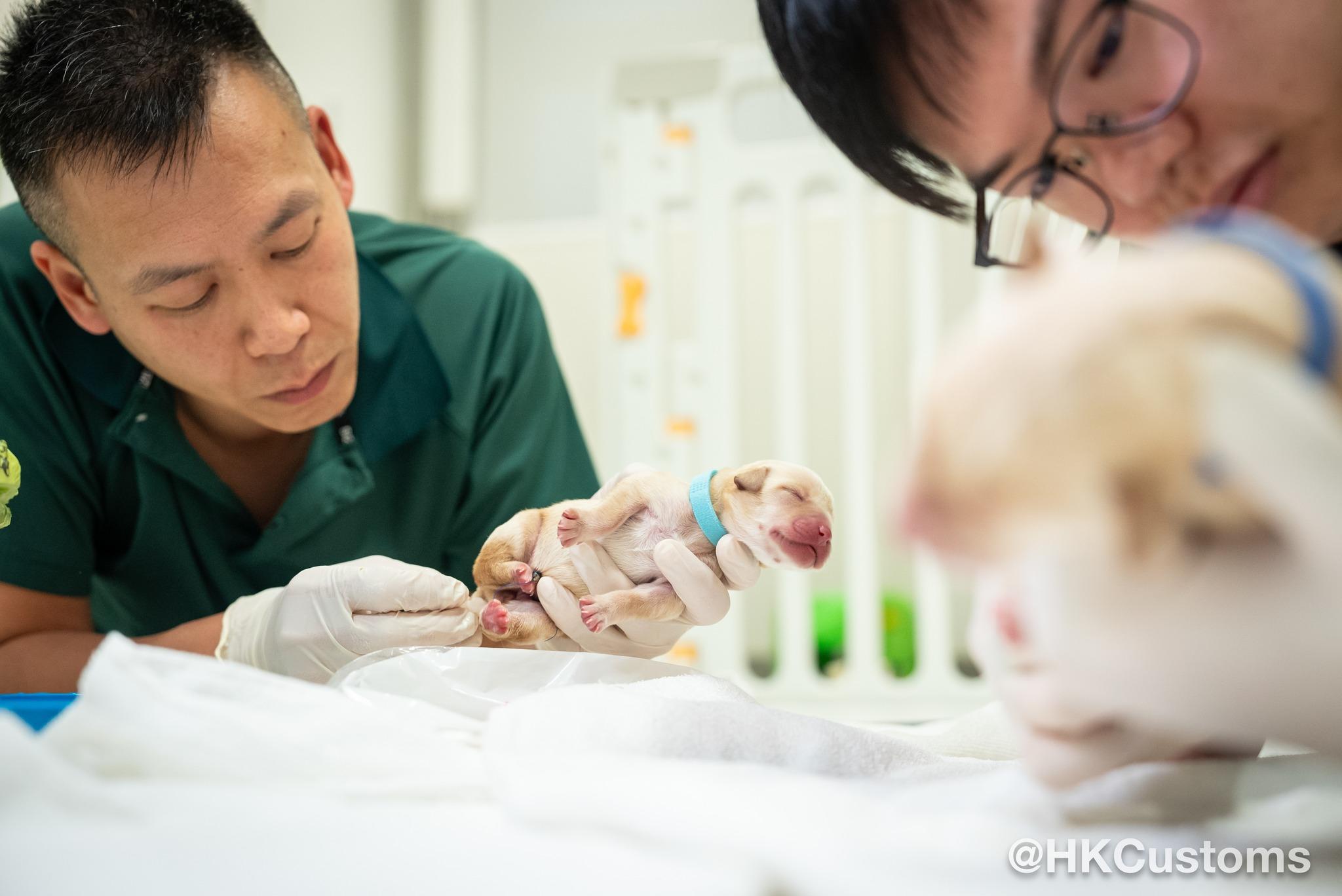 目前8隻搜查犬BB由海關人員照顧。(香港海關Facebook)