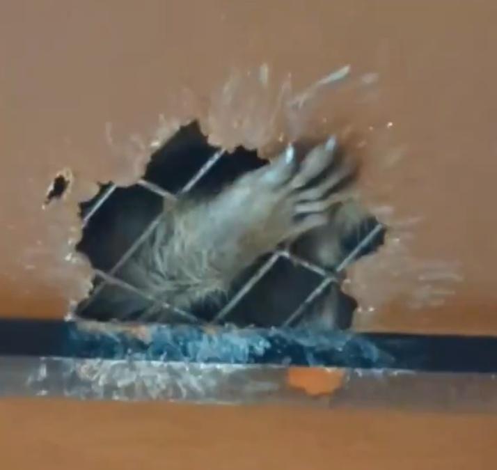 專門驅逐害獸的業者岩田指出,浣熊的手宛如人類手掌般靈巧。(X)