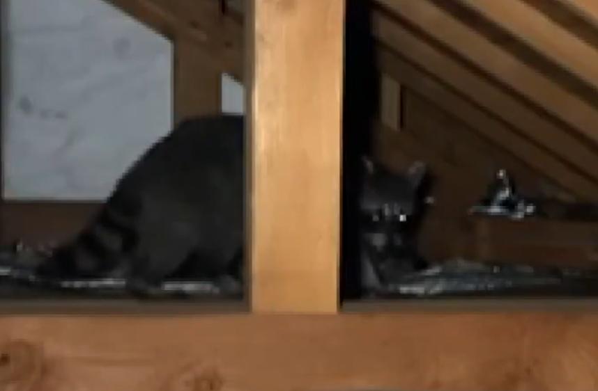 專門驅逐害獸的業者岩田指出,最常被浣熊入侵的地方就是天花板。(X)