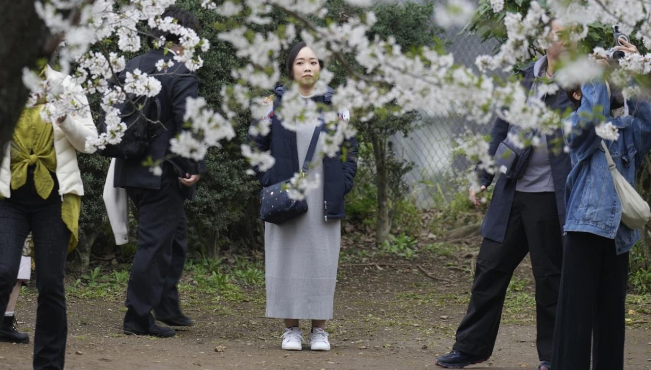 東京上野公園去年4月初櫻花盛放,民眾湧往賞花。(資料圖片)