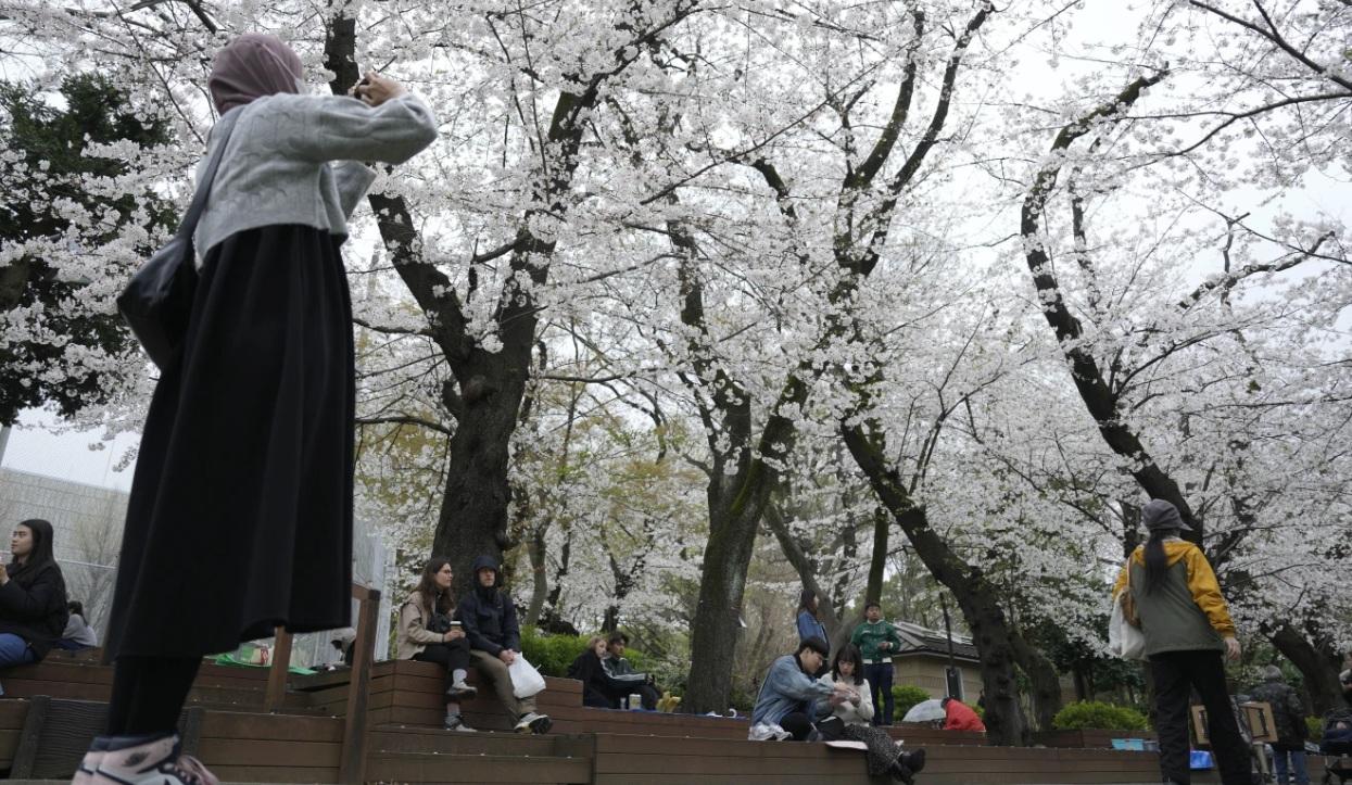 圖為東京上野公園去年4月初櫻花盛放。(資料圖片)