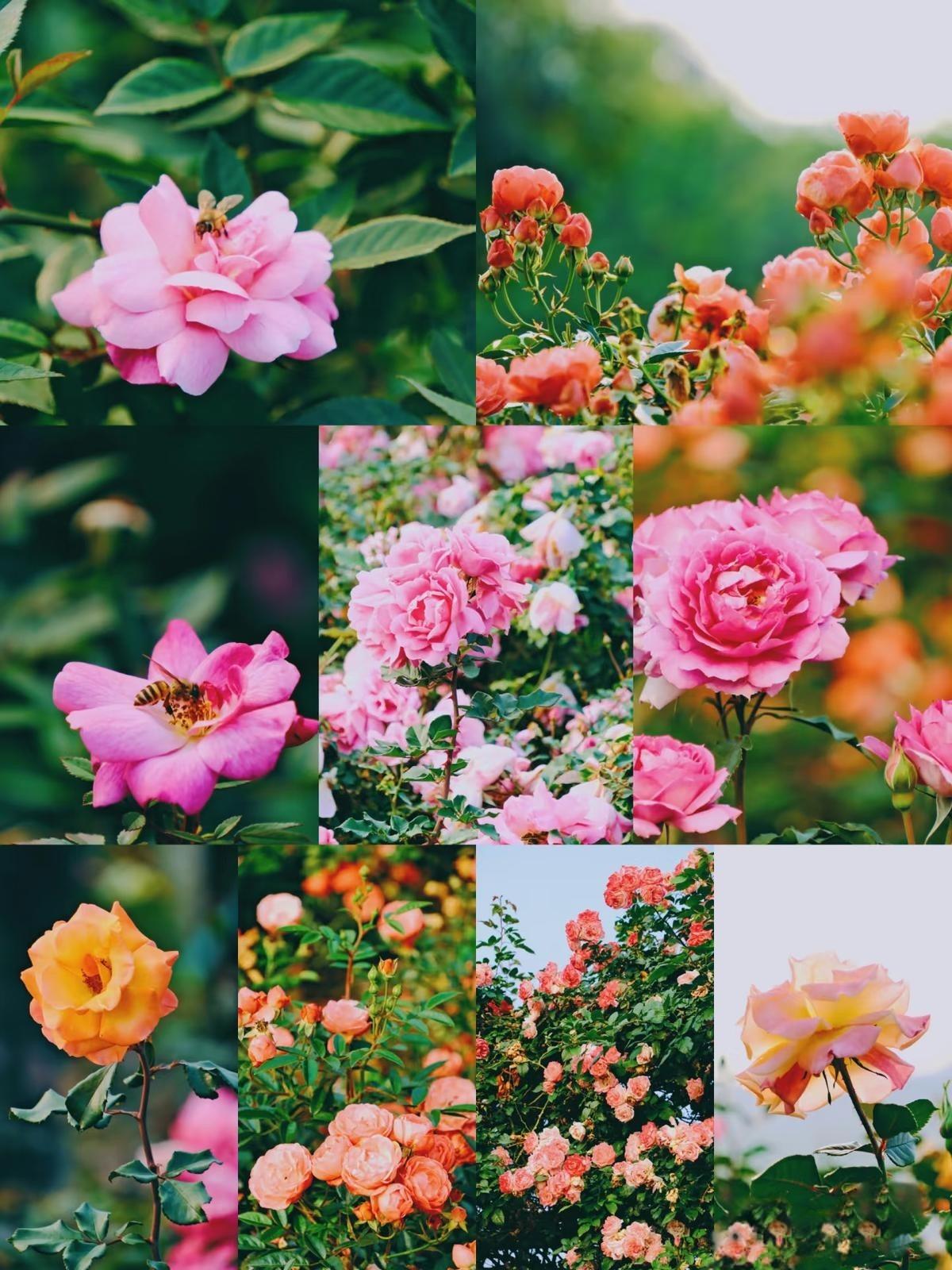 月季色彩豐富多樣。(圖片來源:linxia1028@小紅書)