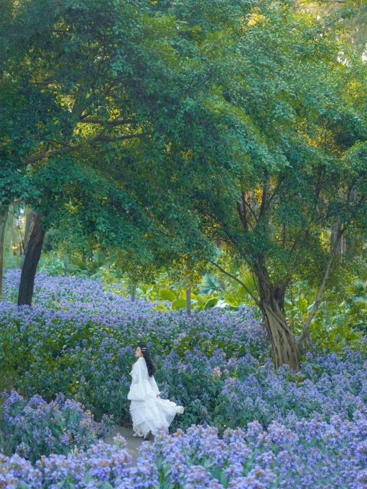 喜花草喜歡溫暖濕潤氣候,生長適溫20-28℃,有「可愛花」、「藍花仔」之稱。(圖片來源:883887466@小紅書)