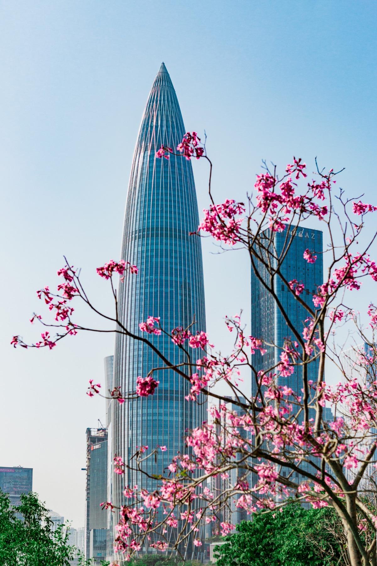 深圳人才公園的紫花風鈴木,雖然已不及1月時茂盛,但仍然值得去看。(圖片來源:視覺中國)