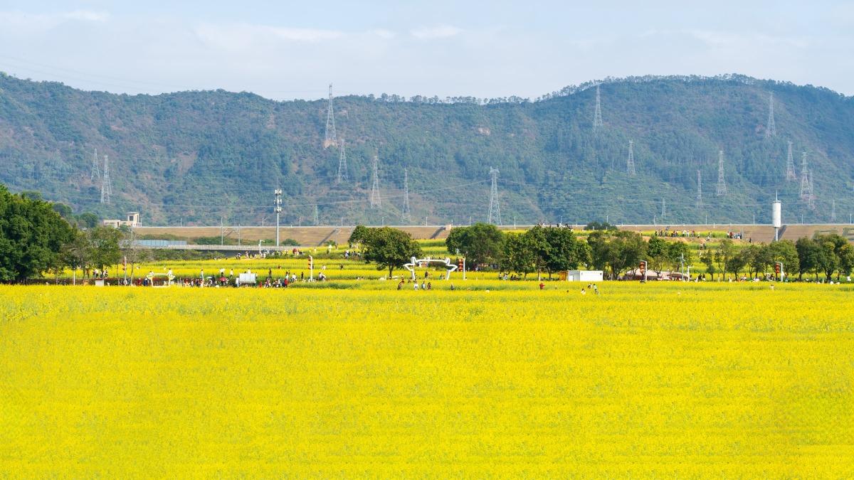 踏在深圳光明歡樂田園的大片金黄色油菜花田上,一切煩腦都暫時忘卻。(圖片來源:視覺中國)