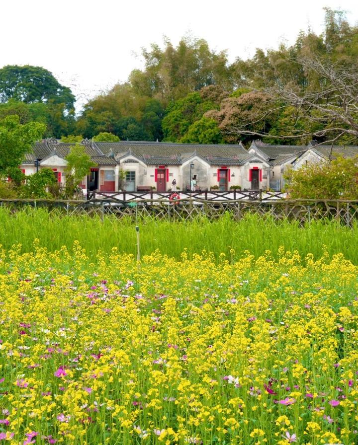 觀瀾版畫村內的油菜花田,搭配典型的村落,有另一番魅力。(圖片來源:大婷婷chole@小紅書 )