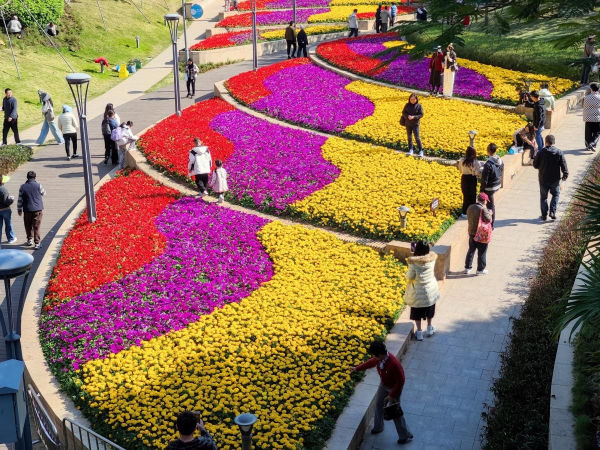 在深圳灣公園內,現時還盛開了不少花兒,色彩斑爛,非常值得去看。(圖片來源:視覺中國)