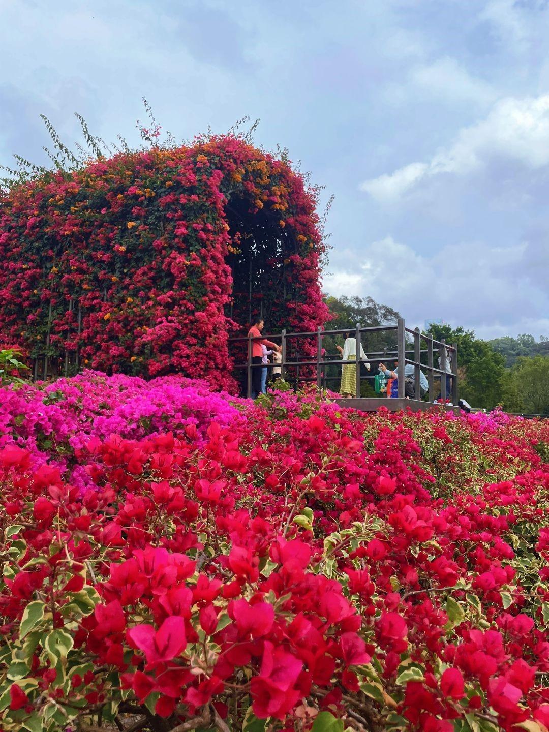 簕杜鵑的布置令蓮花山公園顏值更高,遊客打卡不斷。(圖片來源:白色月光攝影師@小紅書)