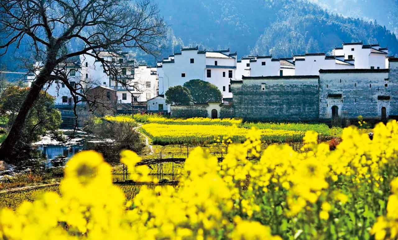 婺源油菜花田
