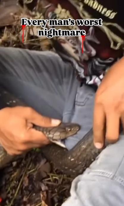 男子被蛇咬住褲襠左邊位置不放,自己捉著蛇頭。(互聯網)