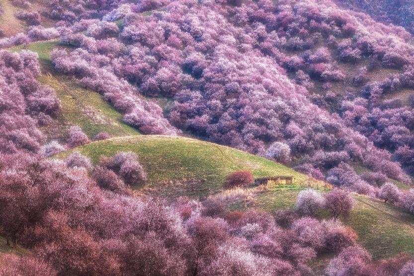 每年到了4月份,杏花溝就會開滿鋪天蓋地的杏花,壯觀的杏花海仿佛一幅漂亮的油畫,美不勝收。(圖片來源:視覺中國)