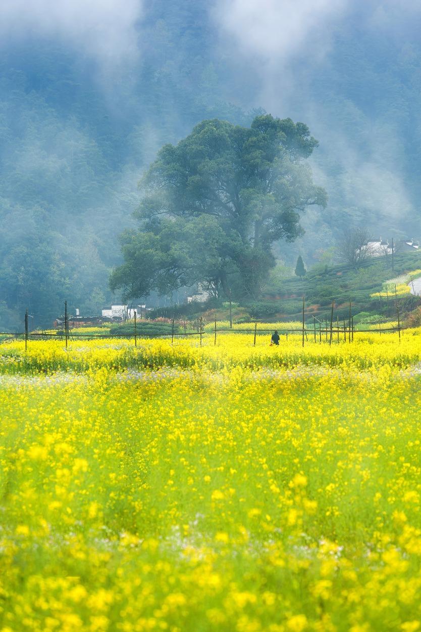 油菜花在陽光的照耀下閃閃發光,仿佛金色的海洋,成為婺源最美麗的春景。(圖片來源:視覺中國)