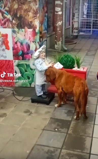 塞爾維亞一隻流浪狗因為向街頭機械公仔主動「討摸」,疑似是想體驗被人類寵愛的感覺(影片截圖)