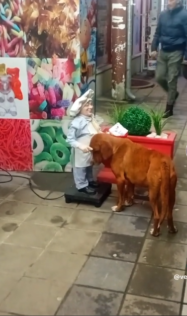 塞爾維亞一隻流浪狗因為向街頭機械公仔主動「討摸」,疑似是想體驗被人類寵愛的感覺(影片截圖)