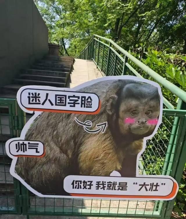 合肥動物園設方臉猴「大壯」的宣傳牌。