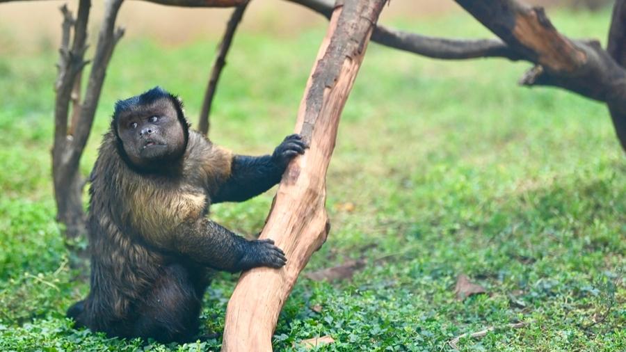 方臉猴「大壯」爆紅不足一個月就去世。