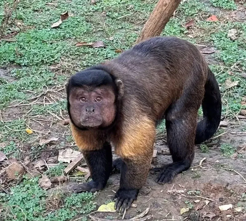 方臉猴「大壯」爆紅不足一個月就去世。