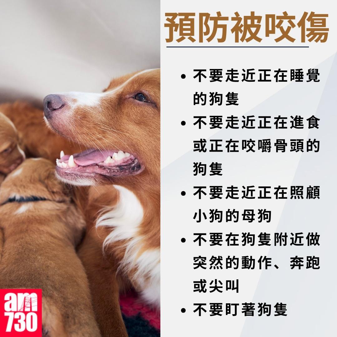 養狗注意事項|預防被咬傷(am730製圖)