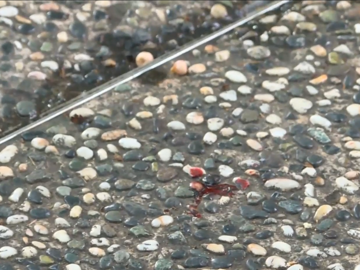 現場遺下血跡。(有線新聞截圖)